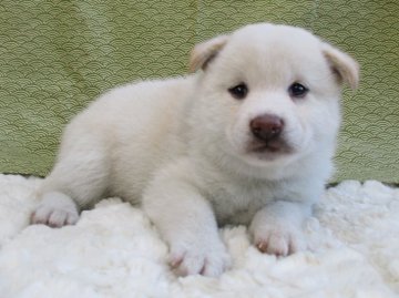 柴犬(標準サイズ)【福島県・女の子・2020年5月7日・白柴】の写真「白柴の女の子♡健康優良児！元気です！」