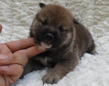 柴犬(標準サイズ)【福島県・男の子・2020年7月23日・赤柴】の写真「健康優良児！元気です！」