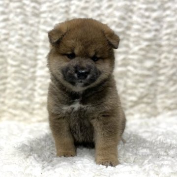 柴犬(標準サイズ)【福島県・男の子・2023年8月26日・赤柴】の写真「健康優良児！元気です！」