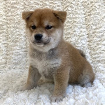 柴犬(標準サイズ)【福島県・女の子・2024年8月25日・赤柴】の写真「健康優良児！元気です！」