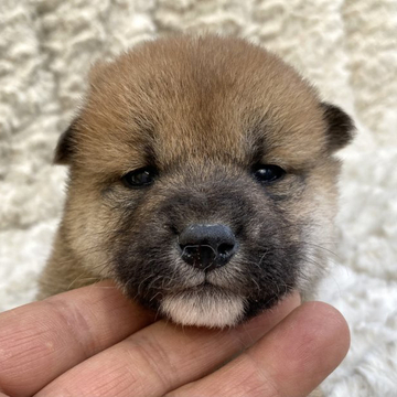 柴犬(標準サイズ)【福島県・女の子・2022年4月27日・赤柴】の写真「健康優良児！元気です！」