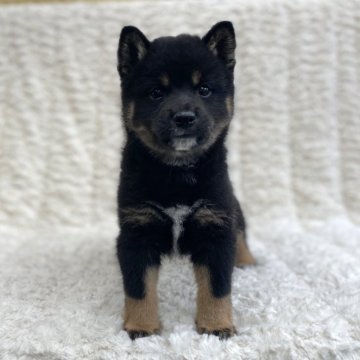 柴犬(豆柴)【福島県・男の子・2024年3月15日・黒柴】の写真「健康優良児！元気です！」