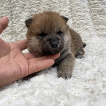 柴犬(標準サイズ)【福島県・女の子・2022年5月9日・赤柴】の写真「健康優良児！元気です！」