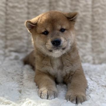 柴犬(標準サイズ)【福島県・男の子・2022年5月7日・赤柴】の写真「健康優良児！元気です！」