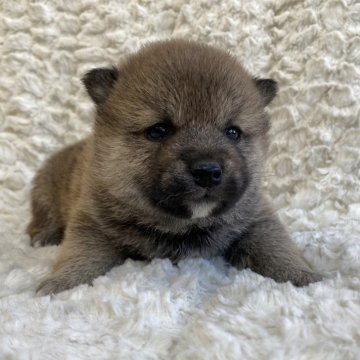 柴犬(豆柴)【福島県・男の子・2024年1月13日・赤柴】の写真「健康優良児！元気です！」