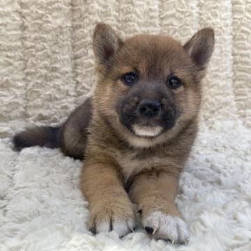柴犬(標準サイズ)【福島県・男の子・2022年5月9日・赤柴】の写真「健康優良児！元気です！」
