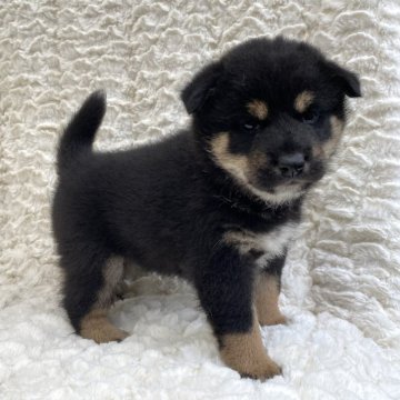 柴犬(標準サイズ)【福島県・男の子・2024年9月18日・黒柴】の写真「健康優良児！元気です！」
