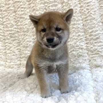 柴犬(豆柴)【福島県・男の子・2024年8月20日・赤柴】の写真「健康優良児！元気です！」