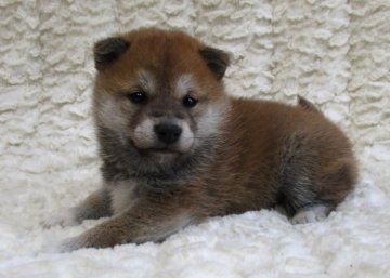 柴犬(標準サイズ)【福島県・女の子・2019年10月7日・赤】の写真「健康優良児もっこもこ兄弟！」