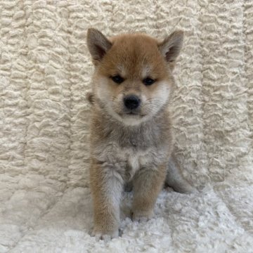 柴犬(標準サイズ)【福島県・女の子・2024年5月1日・赤柴】の写真「健康優良児！元気です！」