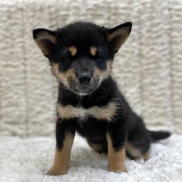 柴犬(標準サイズ)【福島県・女の子・2022年6月4日・黒柴】の写真「健康優良児！元気です！」