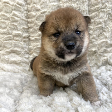柴犬(標準サイズ)【福島県・男の子・2022年4月27日・赤柴】の写真「健康優良児！元気です！」