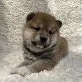 柴犬(標準サイズ)【福島県・女の子・2024年4月4日・赤柴】の写真1