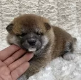 柴犬(標準サイズ)【福島県・女の子・2024年4月11日・赤柴】の写真1