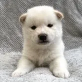 柴犬(標準サイズ)【福島県・男の子・2022年6月10日・白柴】の写真1