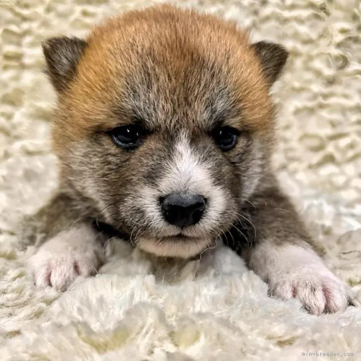 ID：2211-00888の子犬