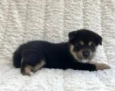 柴犬(標準サイズ)【福島県・女の子・2023年6月17日・黒柴】の写真2