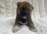 柴犬(標準サイズ)【福島県・男の子・2024年6月25日・赤柴】の写真2