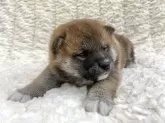 柴犬(標準サイズ)【福島県・女の子・2024年4月11日・赤柴】の写真2