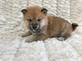 柴犬(標準サイズ)【福島県・女の子・2020年11月30日・赤柴】の写真2