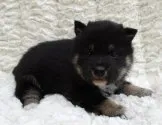 柴犬(標準サイズ)【福島県・男の子・2020年2月6日・黒】の写真2「3/4日撮影」