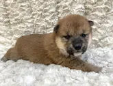 柴犬(標準サイズ)【福島県・男の子・2022年4月27日・赤柴】の写真2