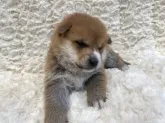 柴犬(標準サイズ)【福島県・男の子・2023年7月26日・赤柴】の写真3
