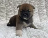 柴犬(標準サイズ)【福島県・男の子・2024年6月25日・赤柴】の写真3
