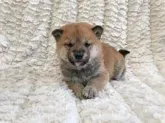柴犬(標準サイズ)【福島県・女の子・2020年11月30日・赤柴】の写真3
