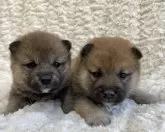 柴犬(標準サイズ)【福島県・男の子・2024年1月13日・赤柴】の写真4