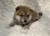 柴犬(標準サイズ)【福島県・女の子・2024年4月4日・赤柴】の写真4