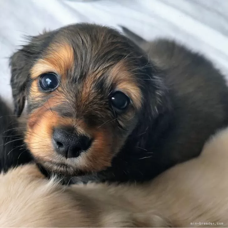 ID:2405-06400の子犬