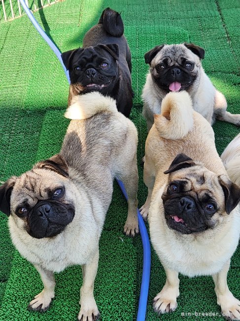 初山　真実子(はつやま　まみこ)ブリーダー(栃木県・パグなど・JKC登録)の紹介写真3