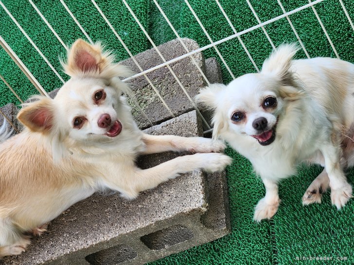 初山真実子ブリーダーのブログ：母娘🐶