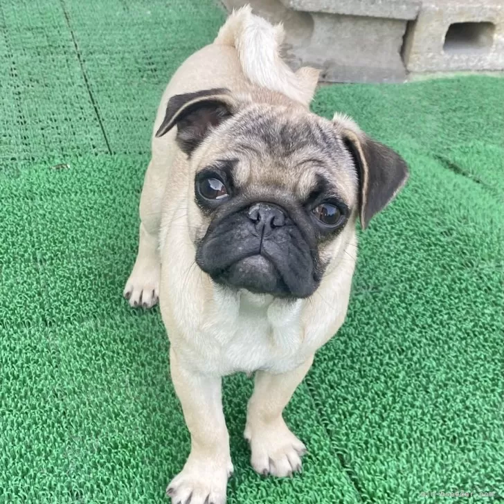 R.N 様のお迎えした子犬