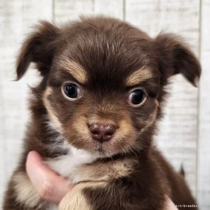 tora 様のお迎えした子犬