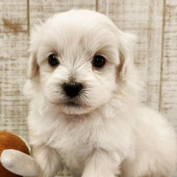 ペキプー(ペキニーズ×トイプードル)【栃木県・男の子・2025年10月10日・ホワイト】の写真「人気のMIX❣️」