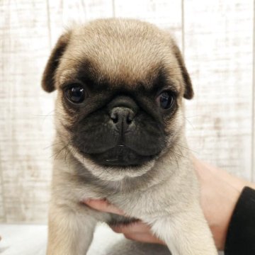 パグ【栃木県・男の子・2025年10月15日・フォーン】の写真「愛嬌たっぷり可愛すぎ😆💕」