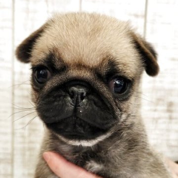 パグ【栃木県・男の子・2025年10月14日・フォーン】の写真「愛嬌たっぷり可愛すぎ😆💕」