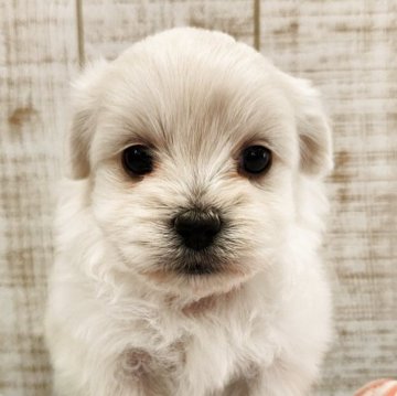 ペキプー(ペキニーズ×トイプードル)【栃木県・女の子・2025年10月10日・ホワイト】の写真「人気のMIX❣️」