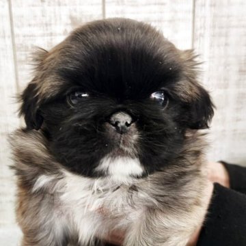 ペキニーズ【栃木県・男の子・2025年10月27日・フォーンブラックマスク&ホワイト】の写真「おっとりした可愛い兄妹💕」