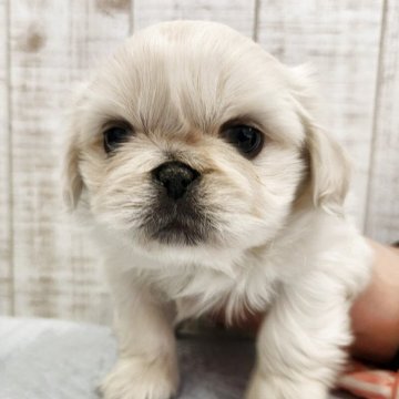 ペキニーズ【栃木県・女の子・2025年10月27日・クリーム】の写真「おっとりした可愛い兄妹💕」