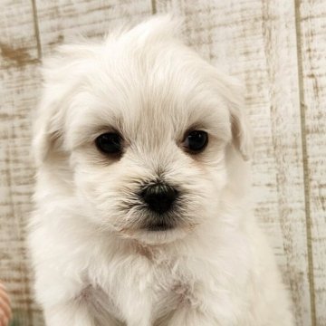 ペキプー(ペキニーズ×トイプードル)【栃木県・女の子・2025年10月10日・ホワイト】の写真「人気のMIX❣️」