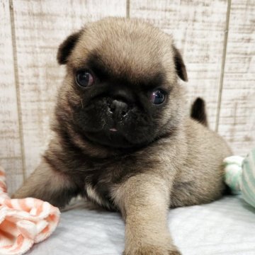 パグ【栃木県・男の子・2025年10月15日・フォーン】の写真「愛嬌たっぷり可愛すぎ😆💕」