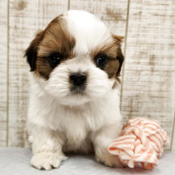 シーズー【栃木県・女の子・2025年10月12日・ホワイト&ゴールド】の写真「可愛い女の子です💕」