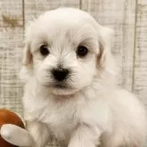 ペキプー(ペキニーズ×トイプードル)【栃木県・男の子・2025年10月10日・ホワイト】の写真1