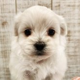 ペキプー(ペキニーズ×トイプードル)