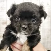 チワワ(ロング)