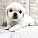 ペキニーズ