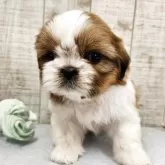 シーズー【栃木県・女の子・2025年10月12日・ゴールド&ホワイト】の写真4